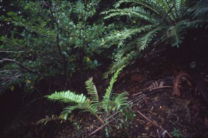 0206 NP Huerquhue.jpg